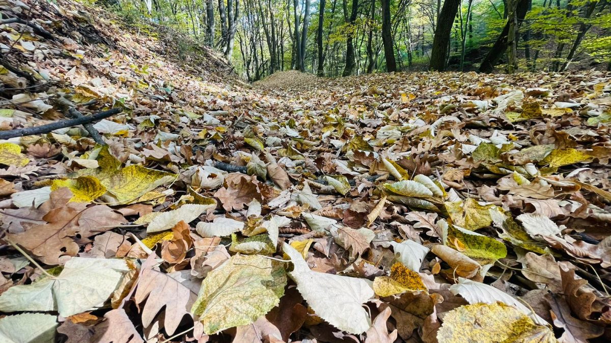 vremea in alba noiembrie prognoza meteo