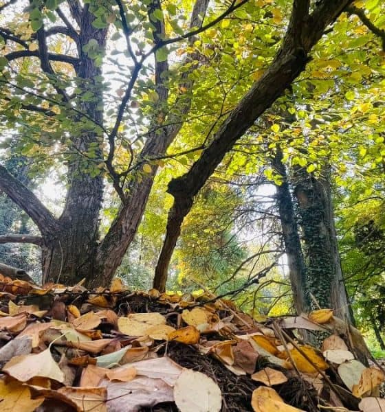 vremea in alba prognoza meteo