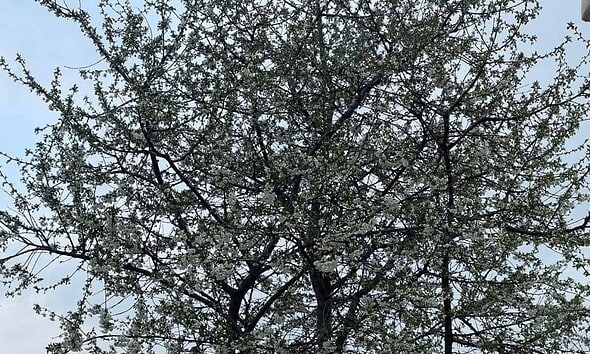 vremea pana de paste