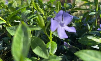 vremea in alba prognoza meteo