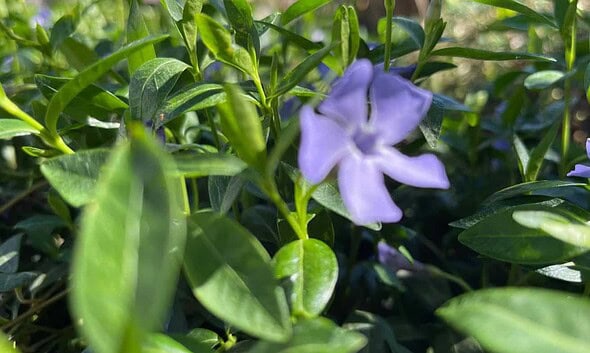 vremea in alba prognoza meteo