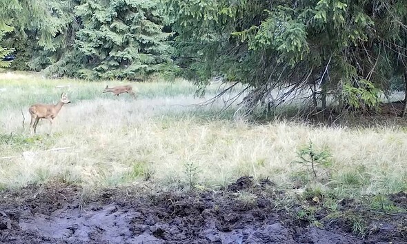 Țap, căprioară și iezi