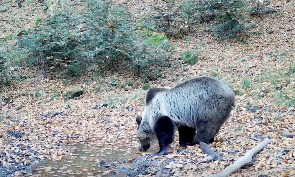 urs bea apa. parcul natural apuseni