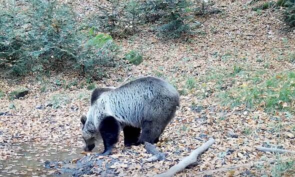 urs bea apa. parcul natural apuseni
