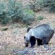 urs bea apa. parcul natural apuseni