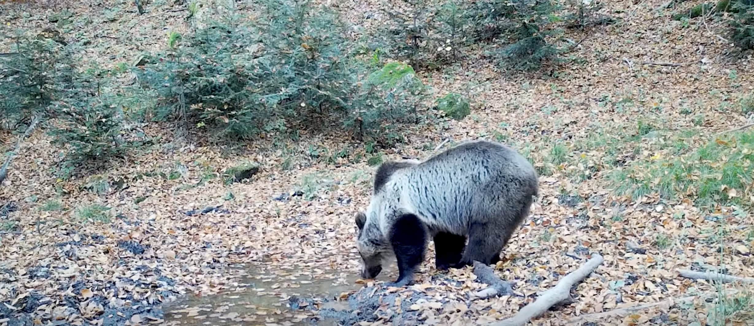urs bea apa. parcul natural apuseni