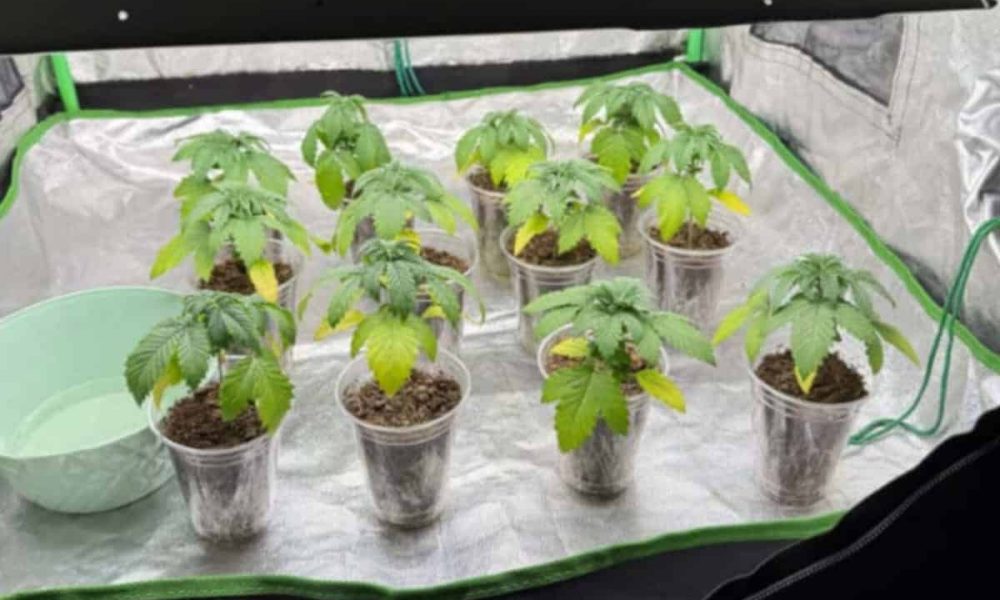 cultura canabis droguri diicot