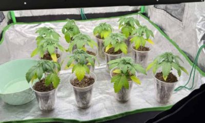 cultura canabis droguri diicot