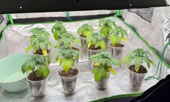 cultura canabis droguri diicot