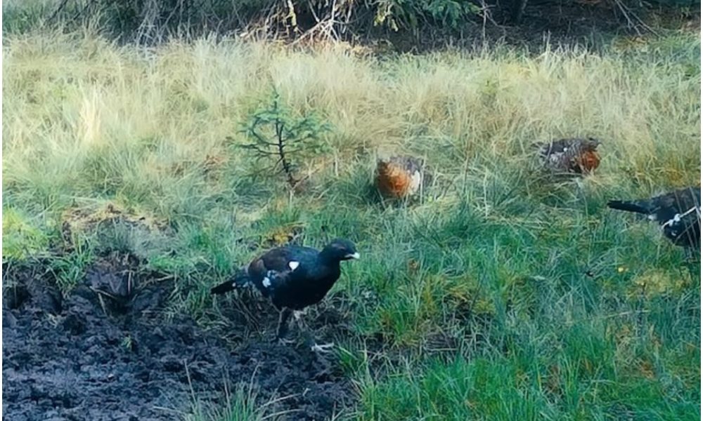 cocosi si gaini de munte