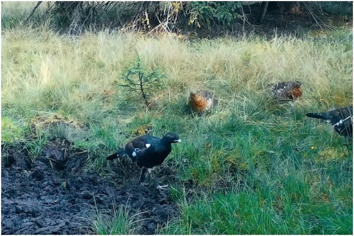 cocosi si gaini de munte