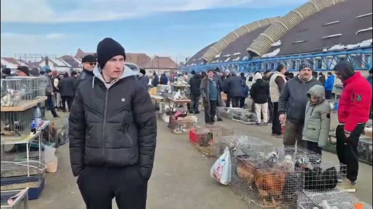 VIDEO: Târg de păsări și animale mici la Sebeș. Care este oferta prezentată de crescători din toată țara. Prețuri