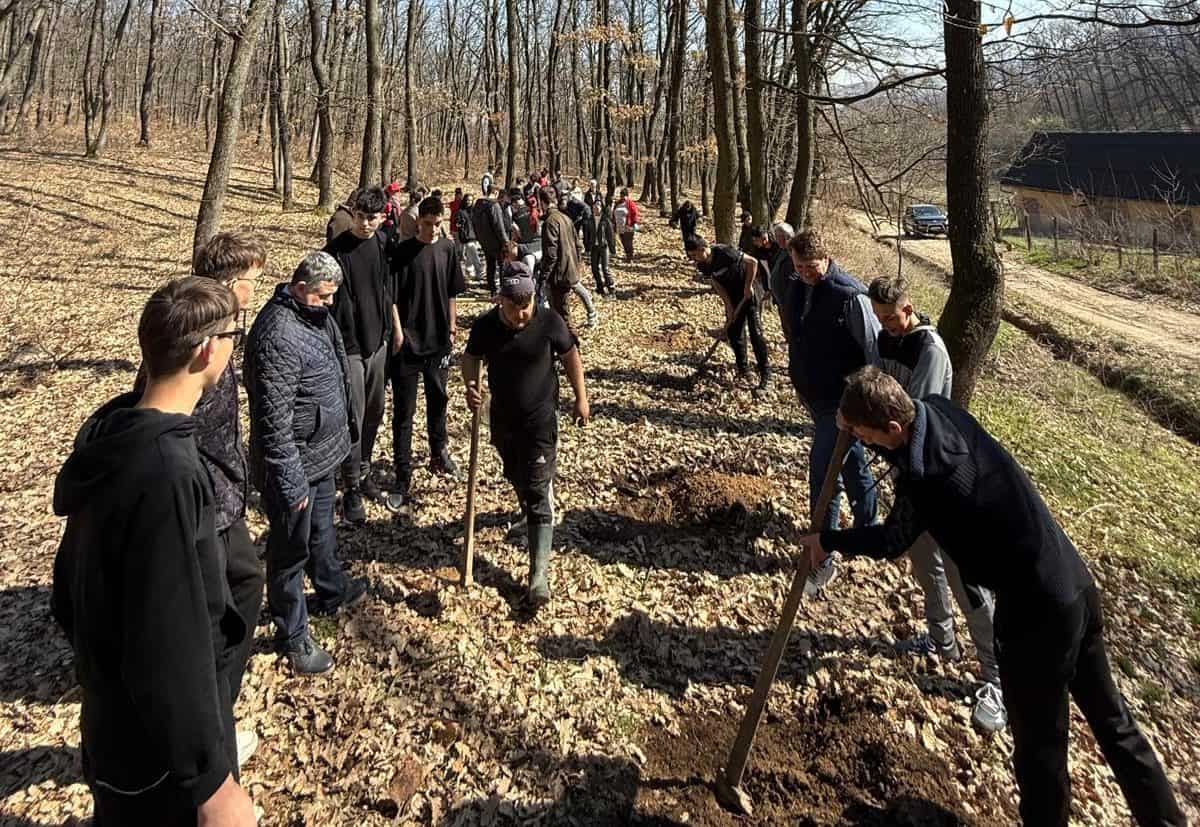 Elevi din Sebeș plantează stejari în pădure pentru protecția mediului.