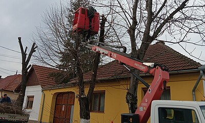Tăietor de copaci în Sebeș folosind o platformă aeriană pentru toaletare arbori.