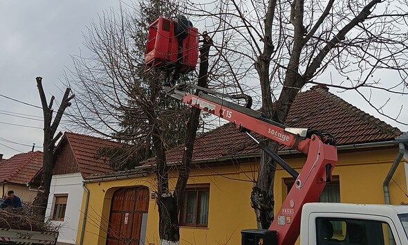 Tăietor de copaci în Sebeș folosind o platformă aeriană pentru toaletare arbori.