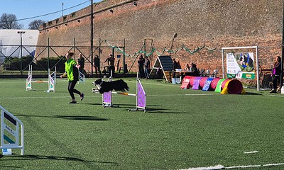 Câini participând la concurs de agilitate în Alba Iulia, în timpul Spring Agility Cup 2026.