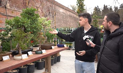 Bonsai expuse la târgul de grădinărit din Alba Iulia, în cadrul expoziției cu vânzare.