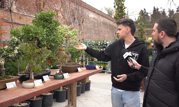 Bonsai expuse la târgul de grădinărit din Alba Iulia, în cadrul expoziției cu vânzare.