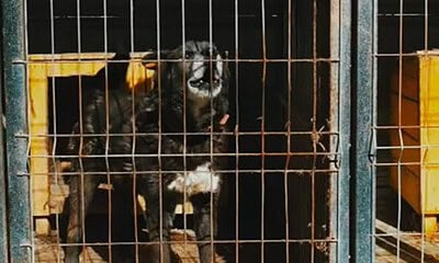 Câine în cușcă, recomandări pentru sterilizare de către polițiști.