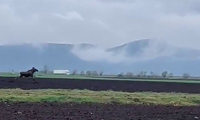 Vaca pascând pe teren agricol în peisaj rural cu munți în zare.