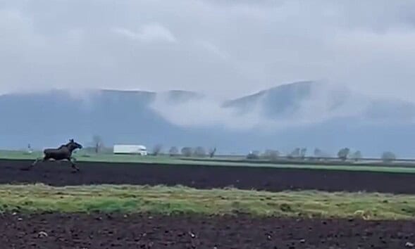 Vaca pascând pe teren agricol în peisaj rural cu munți în zare.