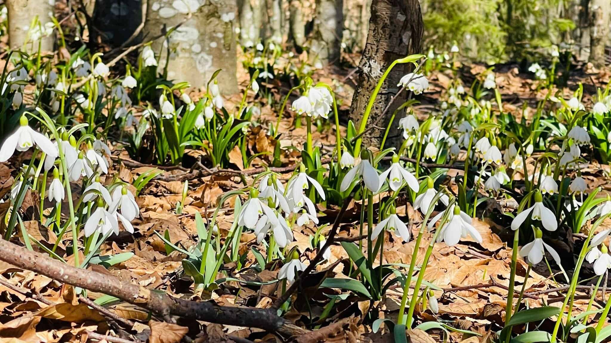 Covor de ghiocei albi în pădurea din Munții Trascău, simbol al primăverii în Alba.