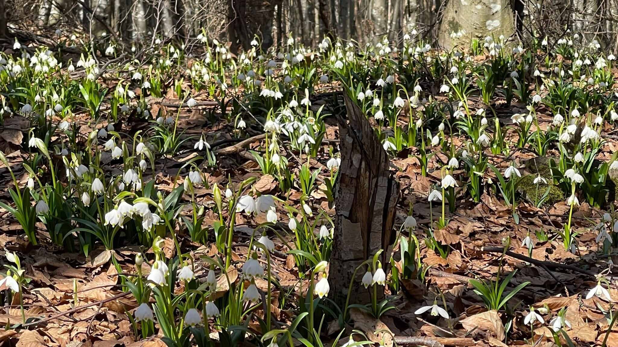 Covor de ghiocei albi în pădurea din Munții Trascău, simbol al primăverii în Alba.