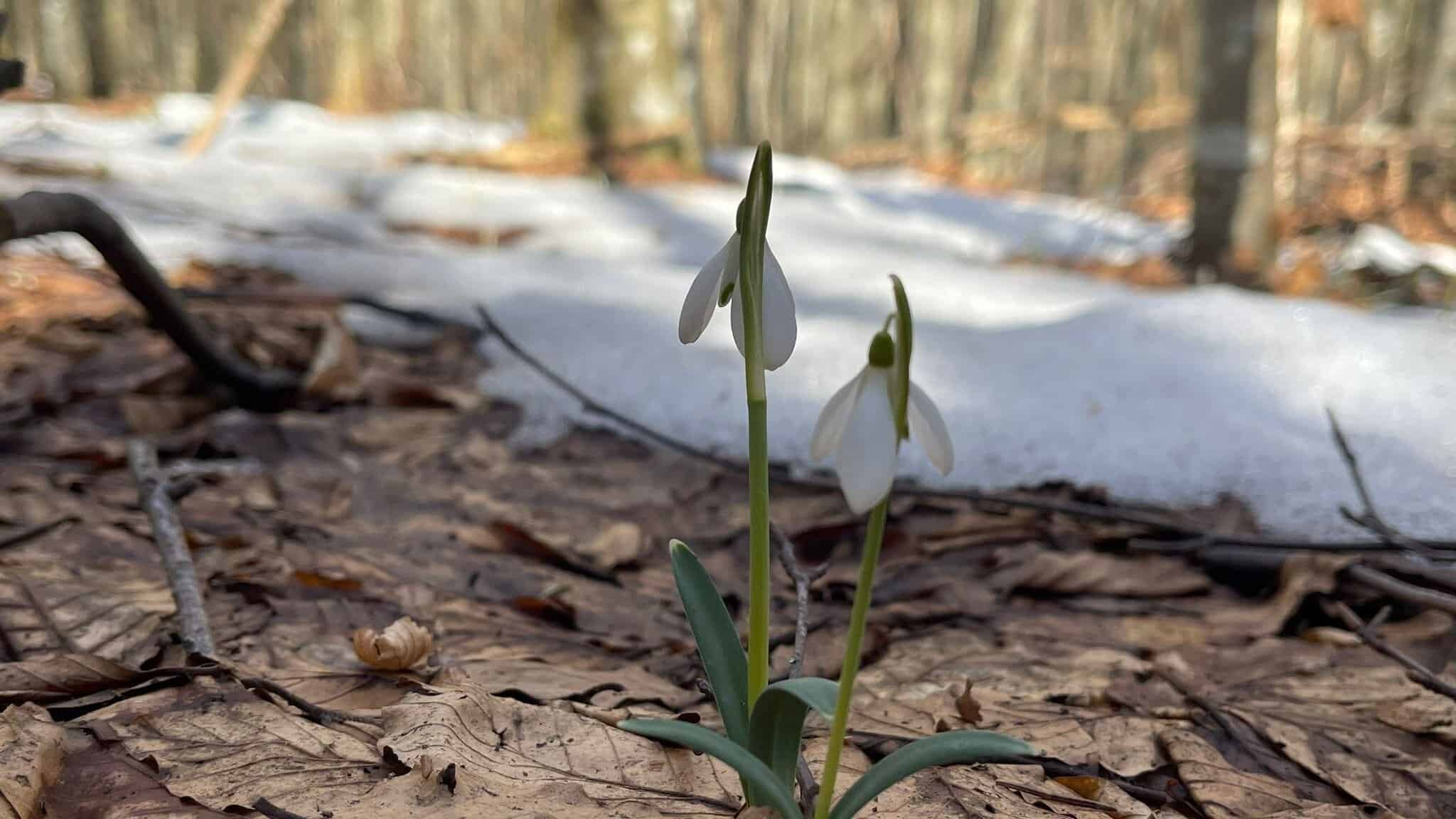 Covor de ghiocei în pădurea din Munții Trascău, primăvară timpurie.