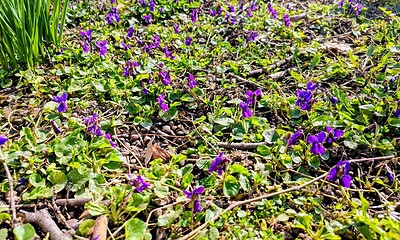 Florile violete de primăvară înfloresc pe pământul acoperit cu frunze uscate.