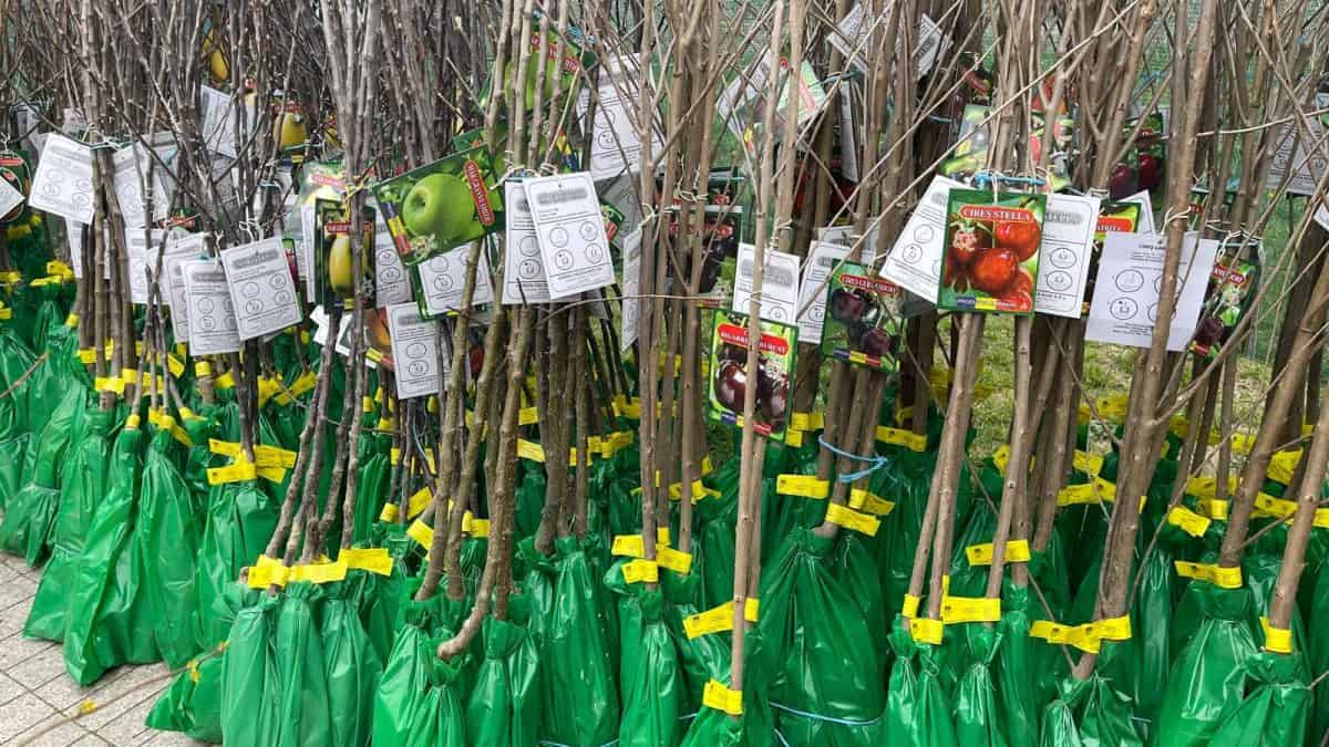 Tratamente la pomii fructiferi în martie, înainte de înflorire, pentru o recoltă sănătoasă.