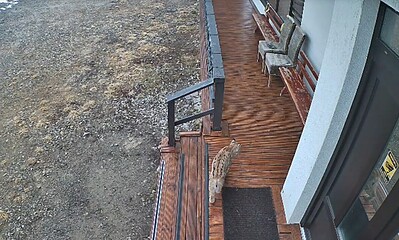 Râs filmat de camerele de supraveghere la cabana din Poarta Raiului, Munții Șureanu, într-un peisaj.