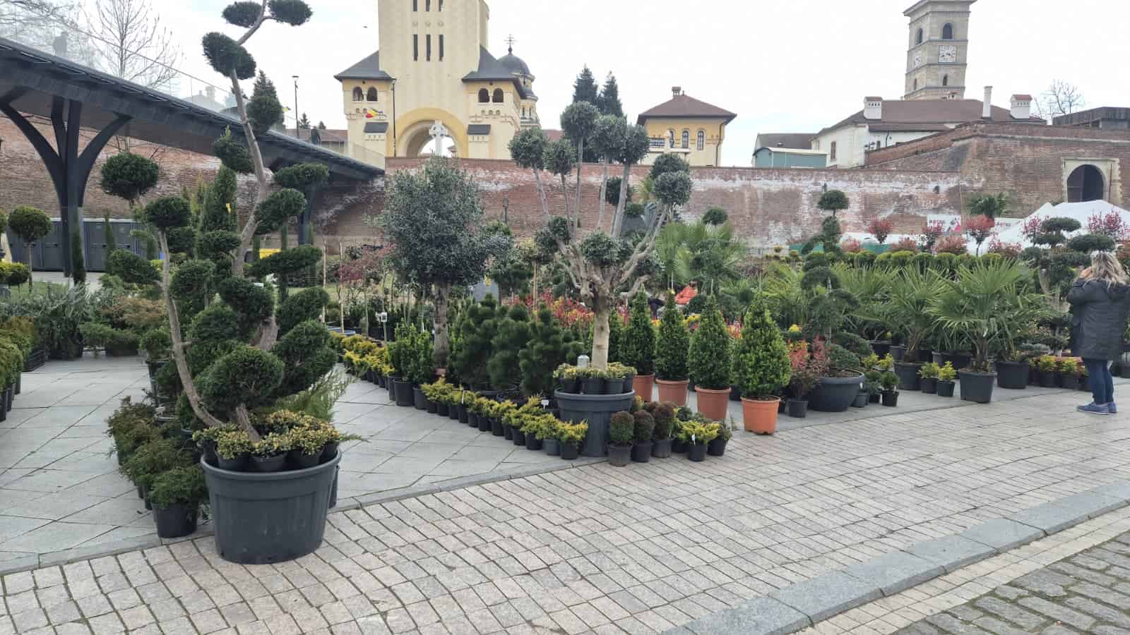 Târgul Grădinarului 2026 în Alba Iulia, cu aranjamente florale și plante, pregătiri pentru sezonul p.
