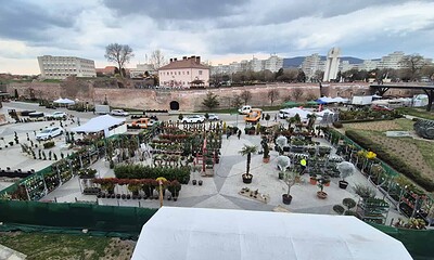 Târg de plante și flori în Alba Iulia, pregătiri pentru primăvară.