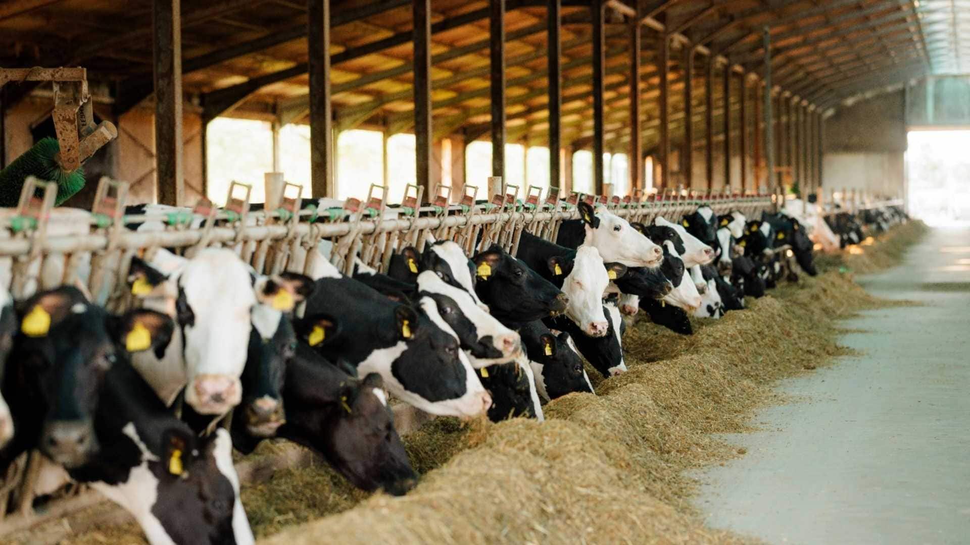 Proiectul RAPID apanoastra.ro investitie ferma agricultura