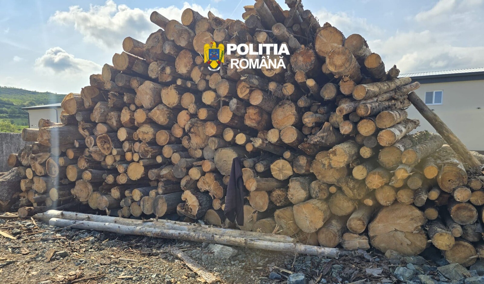 Tăietorii de lemne din Alba, verificați de polițiști și Garda Forestieră. Amenzi și lemn confiscat