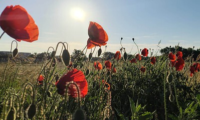 maci meteo iunie vremea