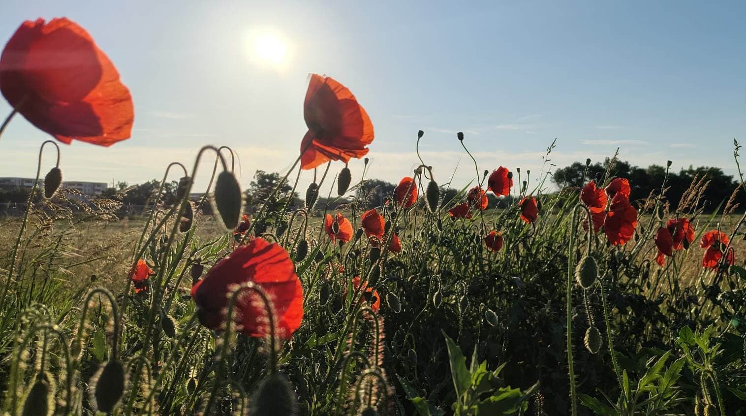 maci meteo iunie vremea