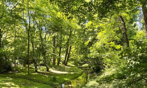 peisaj parc padure meteo