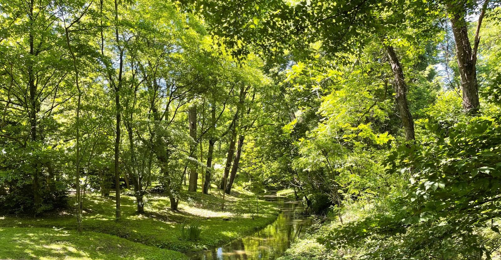 peisaj parc padure meteo