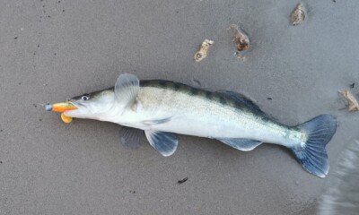 salau