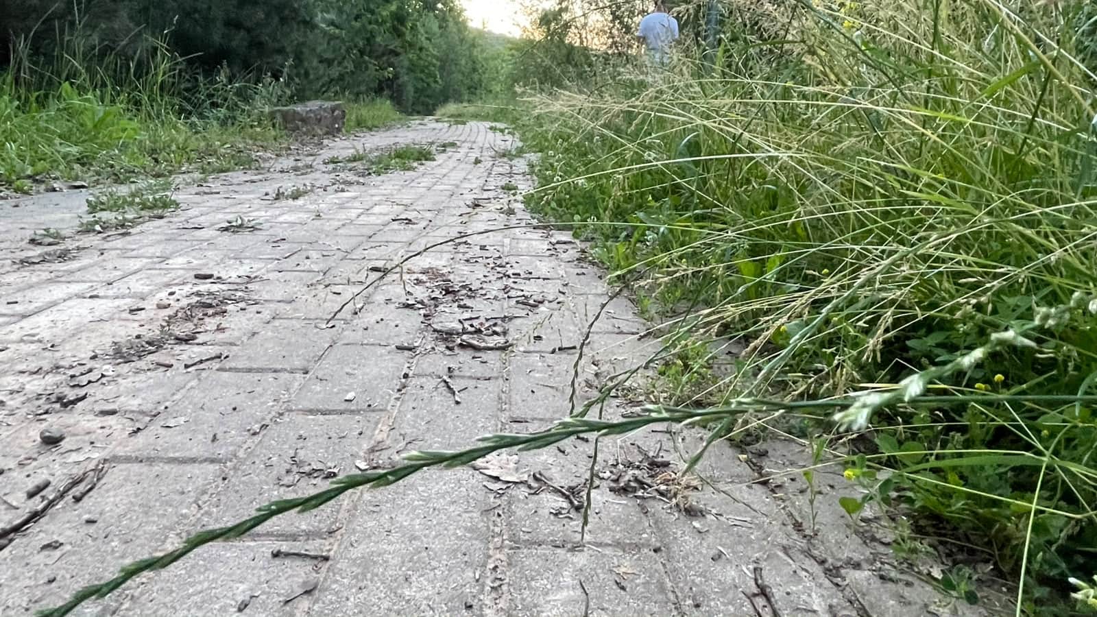 FOTO ȘTIREA TA: Pista de biciclete de la Mamut, năpădită de bălării. ”Iarba înaltă e un pericol din cauza căpușelor”