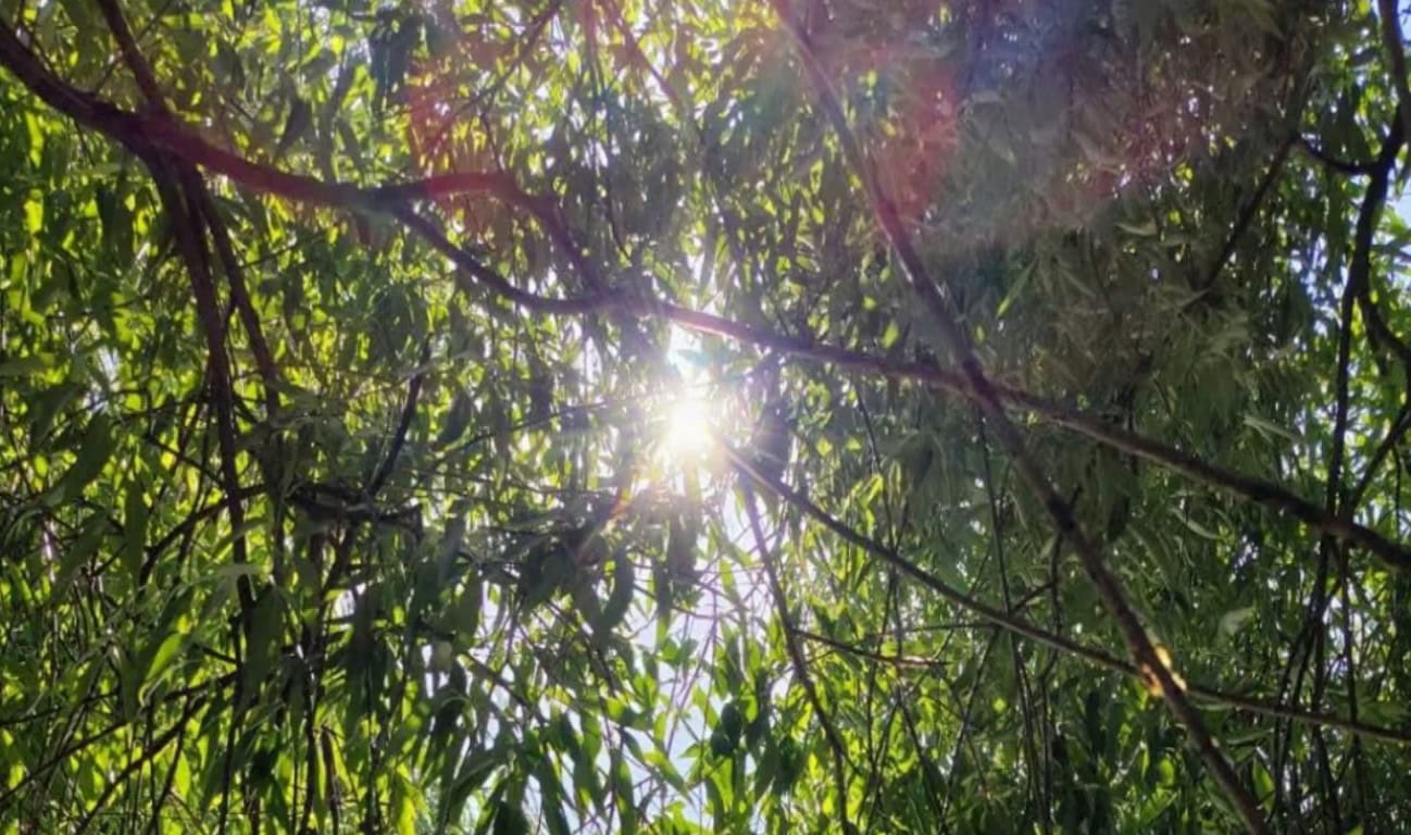 soare copac vara meteo