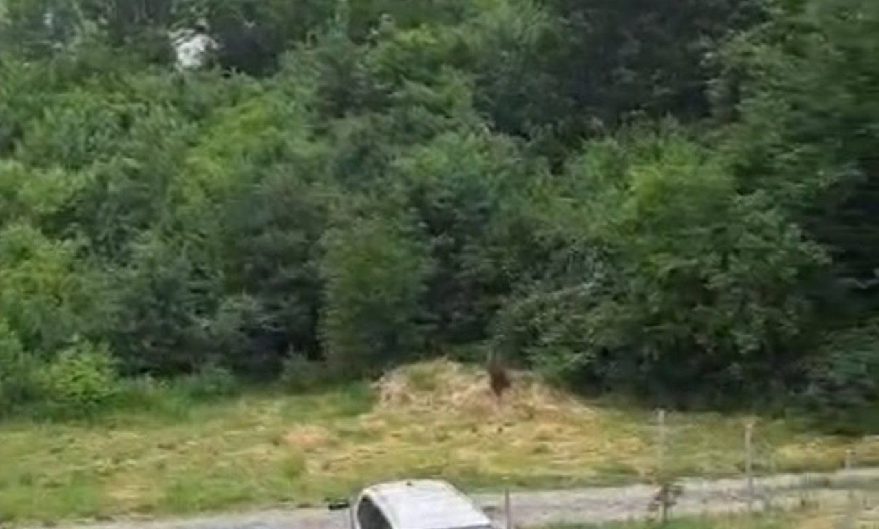 UPDATE VIDEO: Urs observat în comuna Rimetea. Jandarmii intervin de urgență, a fost emis mesaj Ro-alert