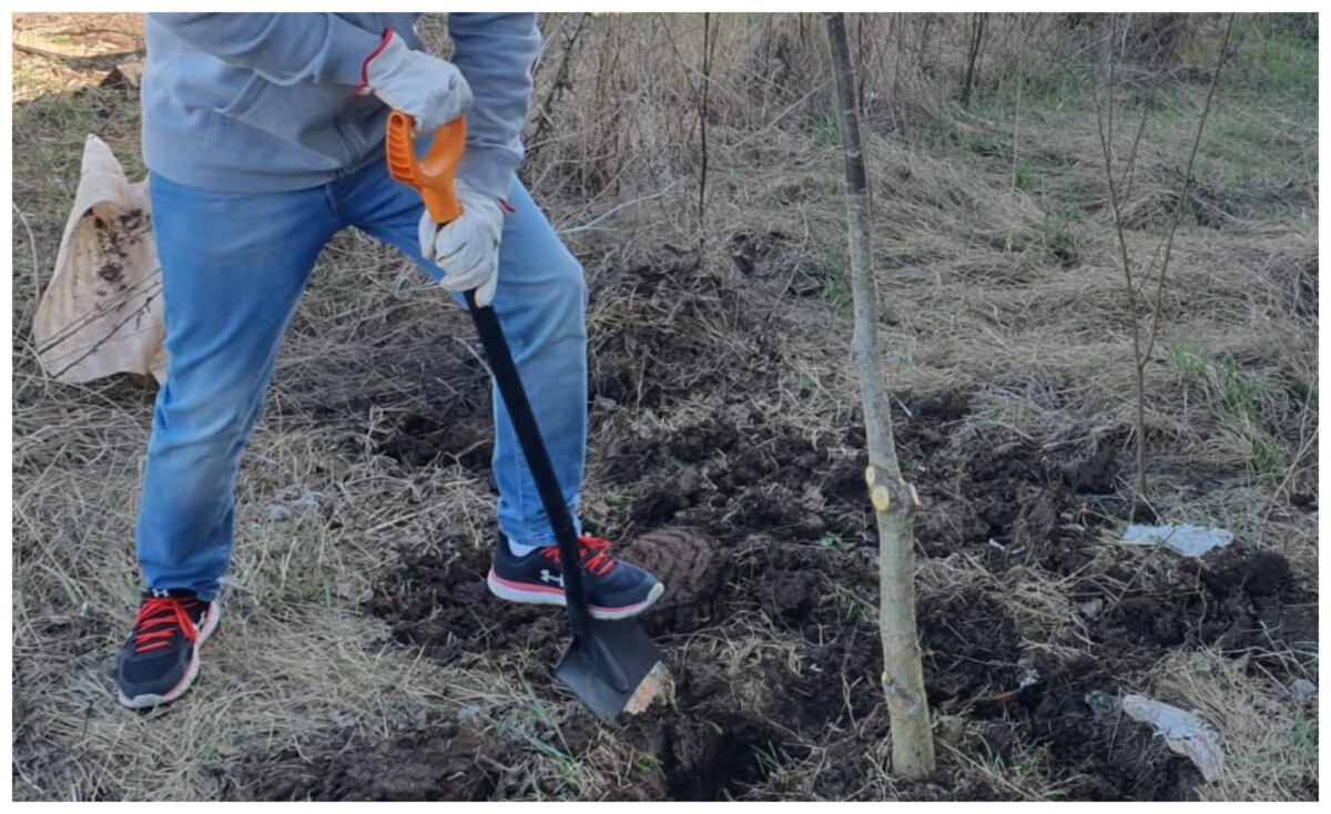 Alba Iulia: Amenzi pentru plantarea copacilor sau arbuștilor sau tăierea lor fără aprobarea primăriei. Regulament nou în dezbatere