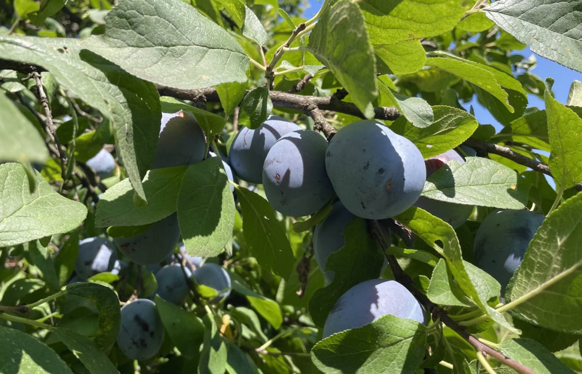 Ce beneficii au prunele. Ce conțin și ce efecte pot avea asupra digestiei