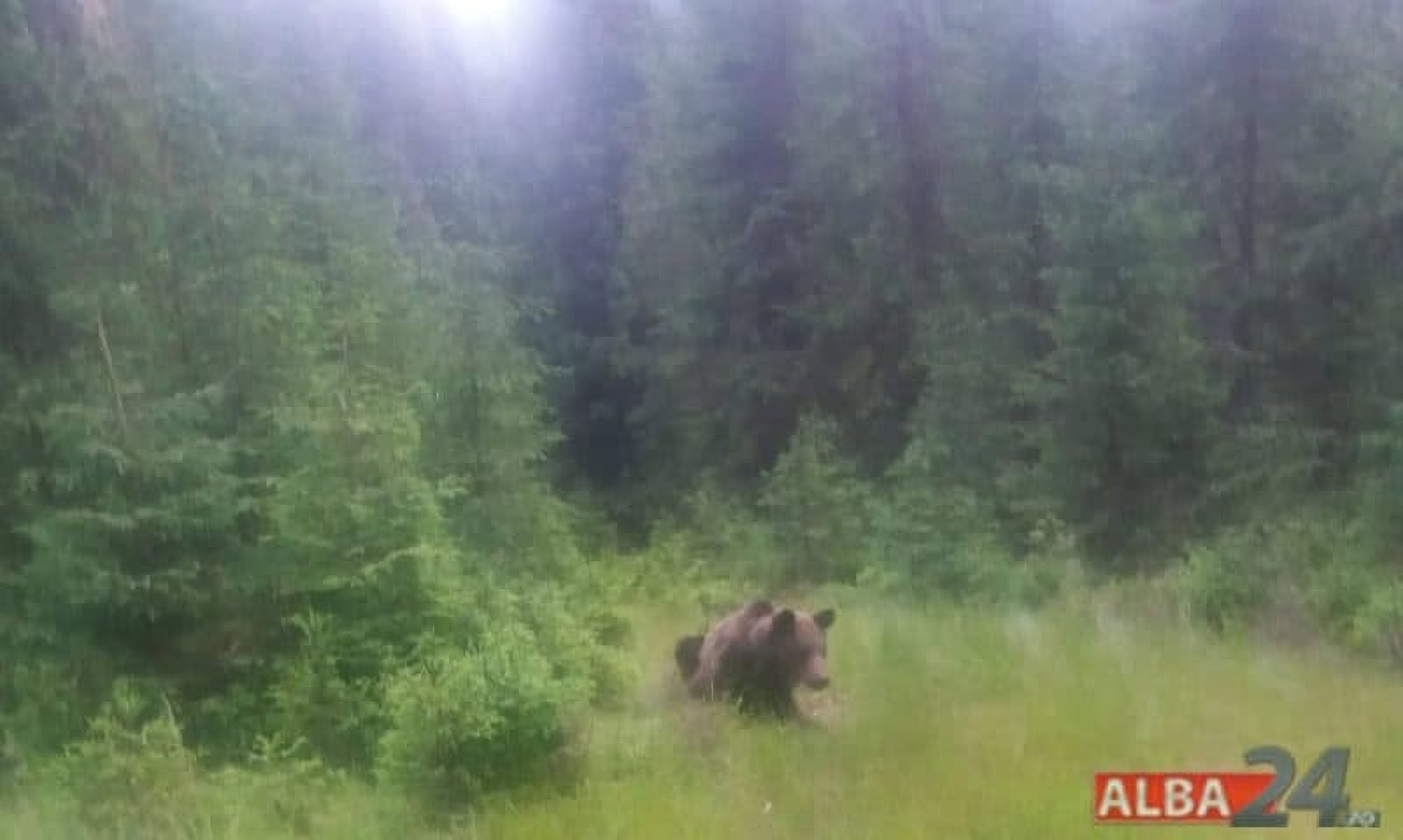 UPDATE: Urs semnalat în comuna Berghin. A fost emis mesaj Ro-Alert. La fața locului au intervenit jandarmii