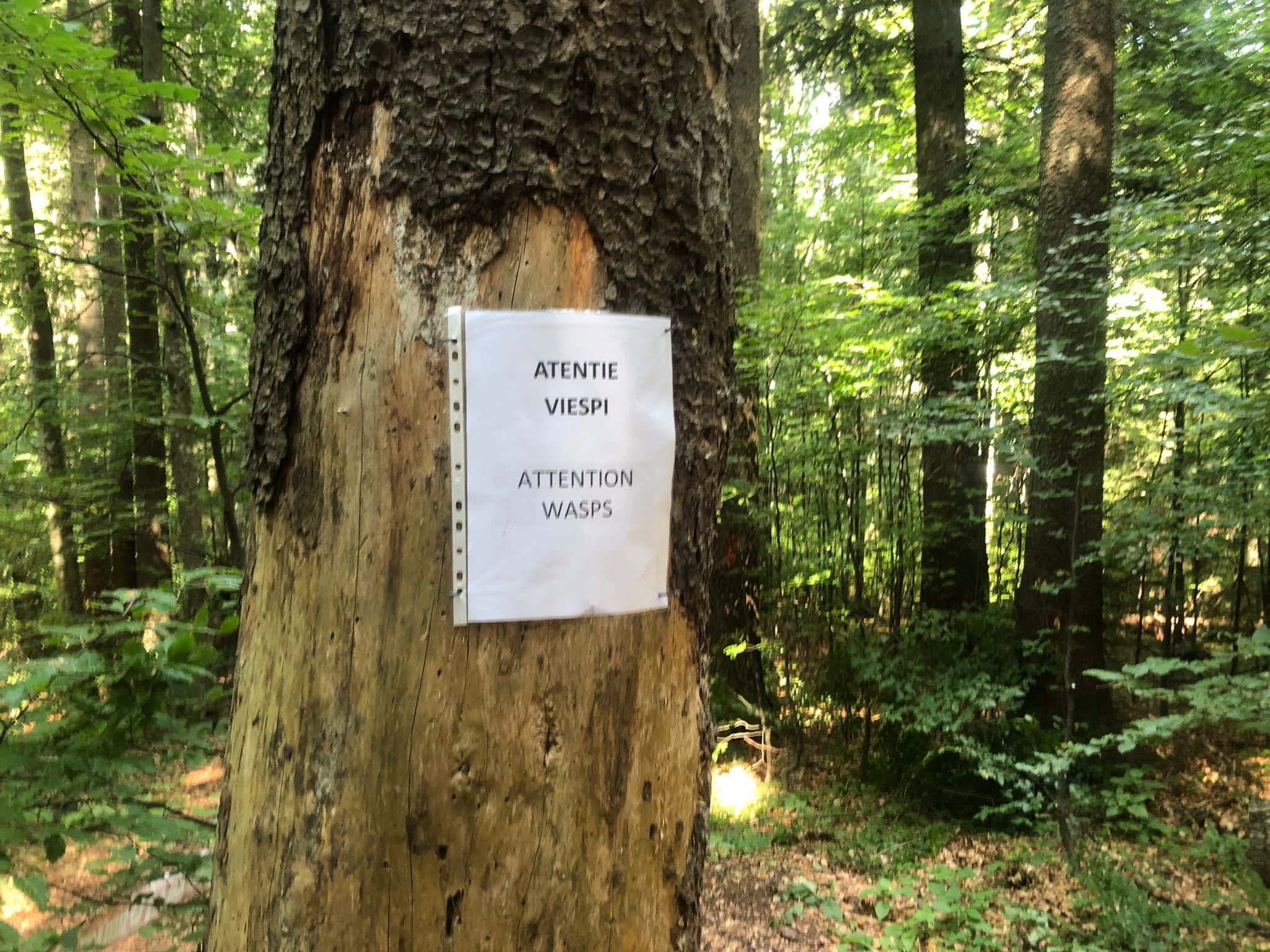 Atenționare pentru turiști, în zona Munților Apuseni. Viespi, semnalate în număr mare pe trasee. Recomandări Salvamont