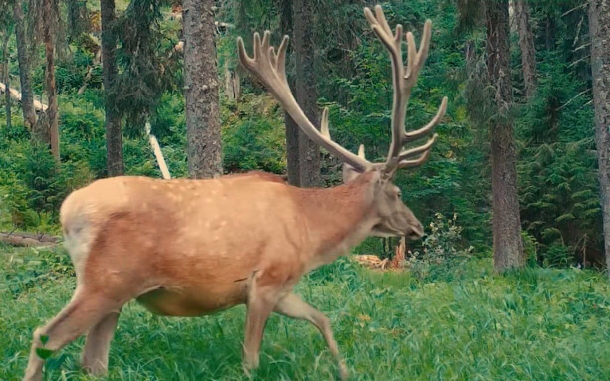 VIDEO Imaginile zilei: Un cerb frumos și impunător se hrănește în liniște într-o pădure din Parcul Natural Apuseni