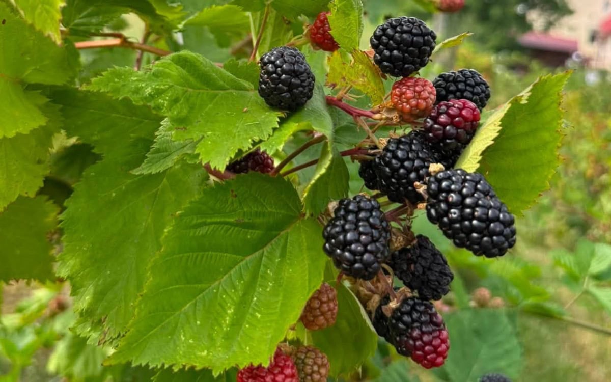Murele, fructele de sezon bogate în fibre și antioxidanți. Ce beneficii au și cine trebuie să fie atent