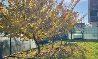 toamna